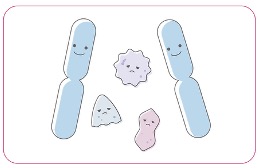 子宮内フローラについて